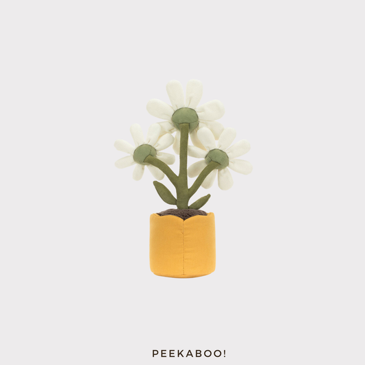 Amuseables-Daisy-cover2-Peekaboo